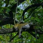 nagarhole-leopard-sleeping-tree-dhritiman-mukherjee_h4h7t6